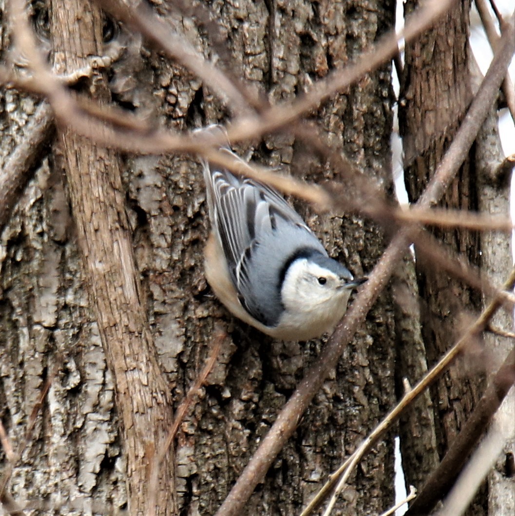 White-breasted Nuthatch (Eastern) - Thomas Johnson