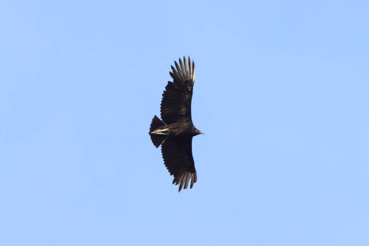 Black Vulture - Rhett Quigley