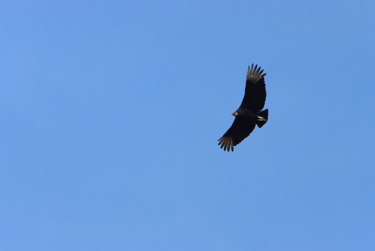 Black Vulture - Rhett Quigley