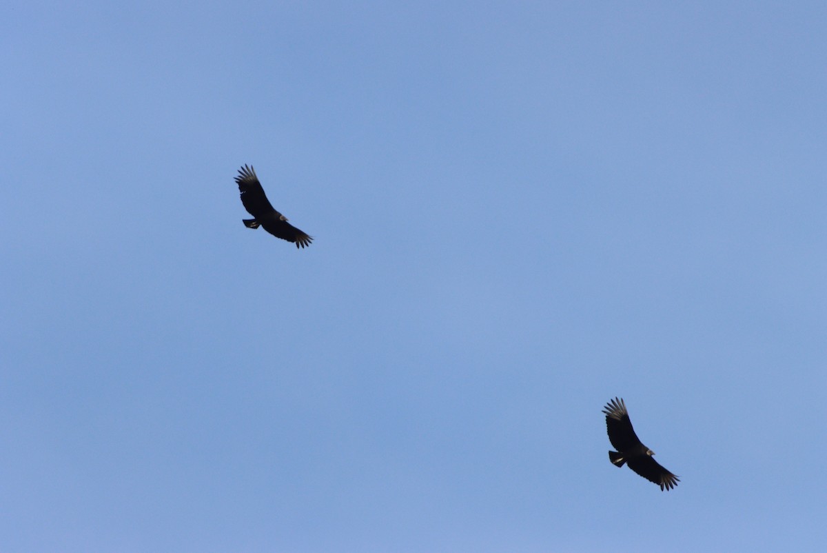 Black Vulture - ML316327651