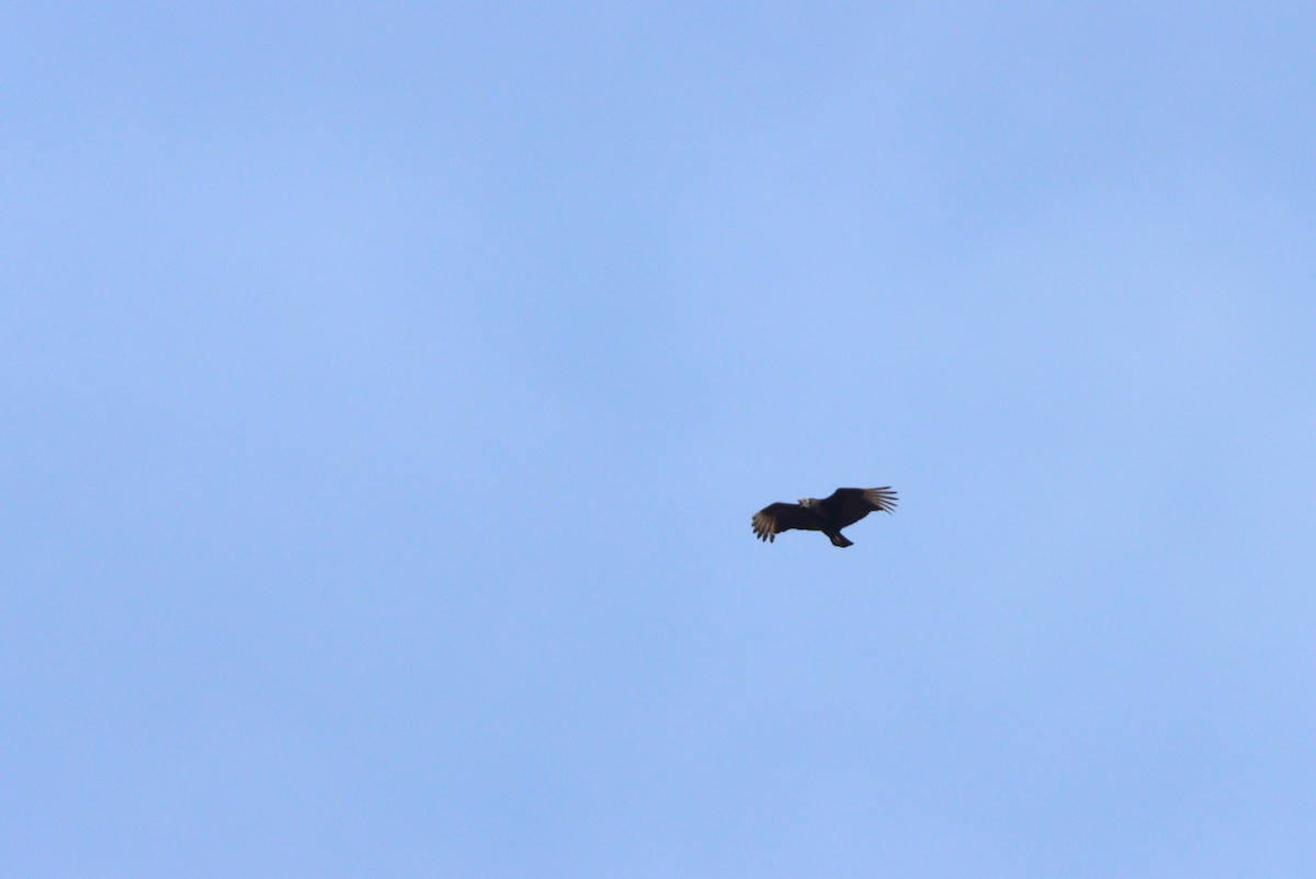 Black Vulture - Rhett Quigley