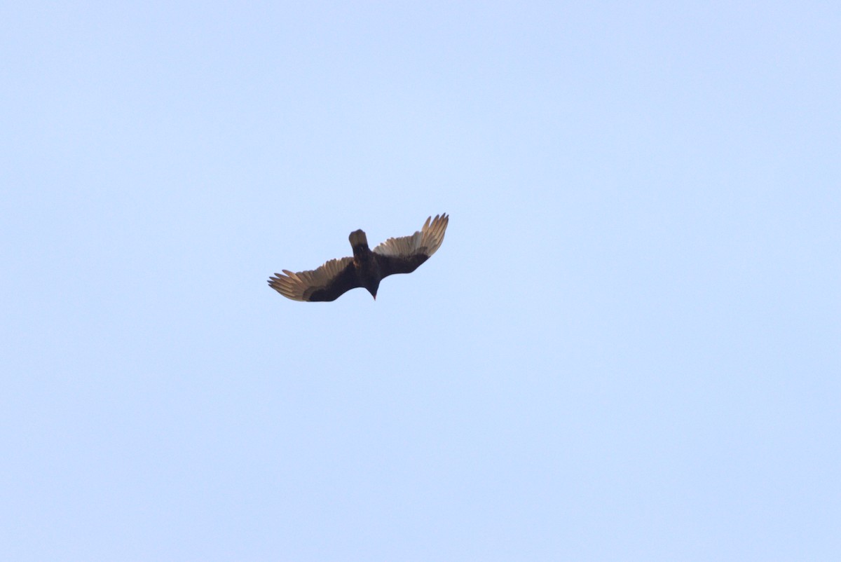 Turkey Vulture - ML316327791