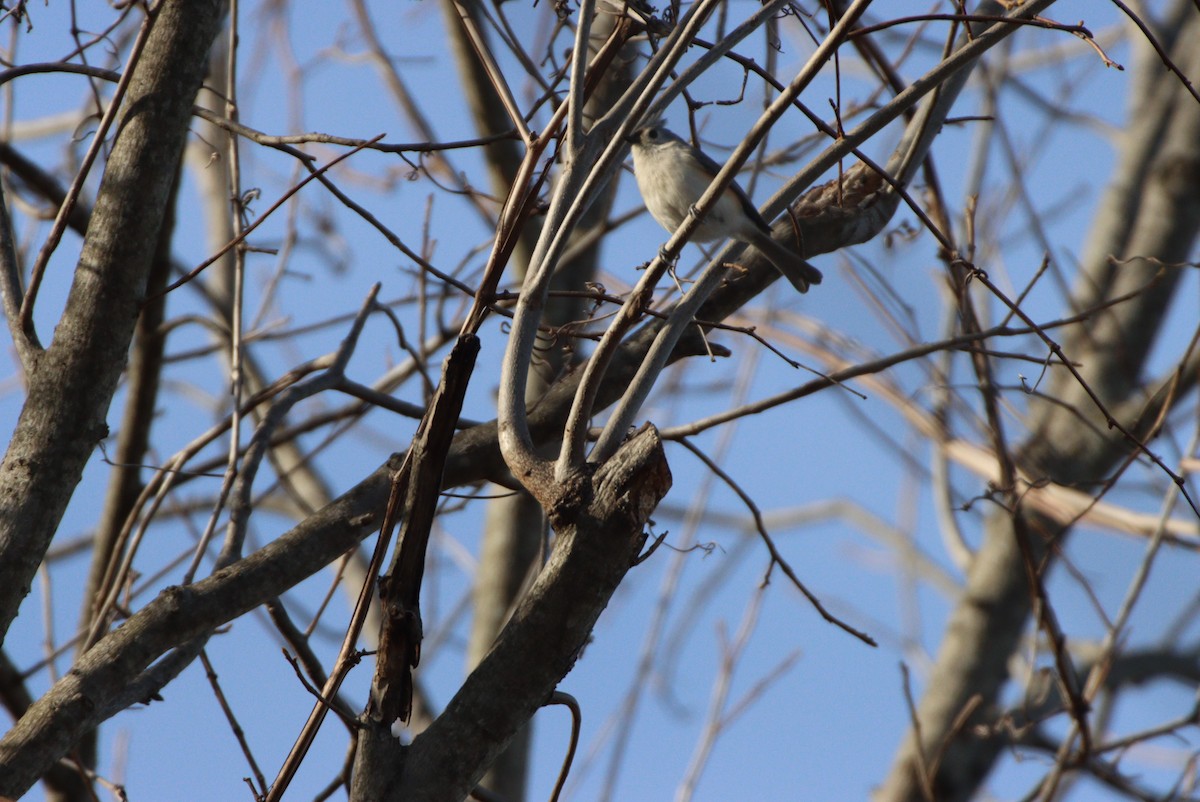 Tufted Titmouse - ML316328201