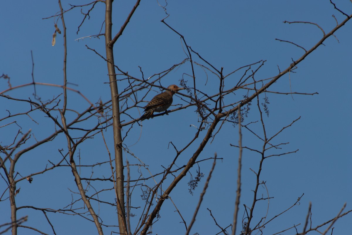 Northern Flicker - ML316328351