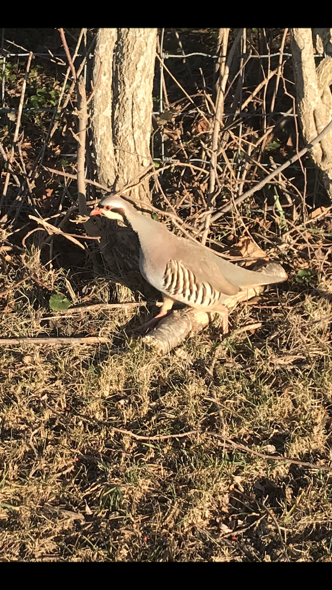 orebice čukar - ML316328431