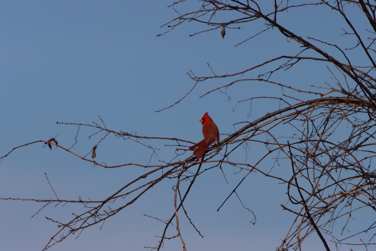 Cardinal rouge - ML316328581