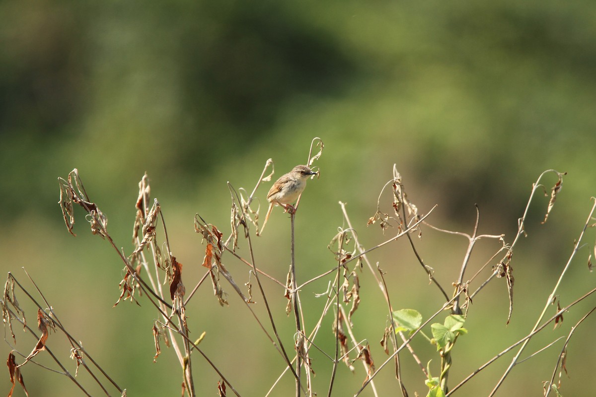 Striped Prinia - 許 宸