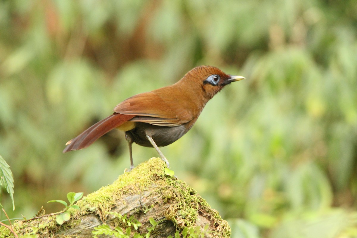 Rusty Laughingthrush - ML31632891