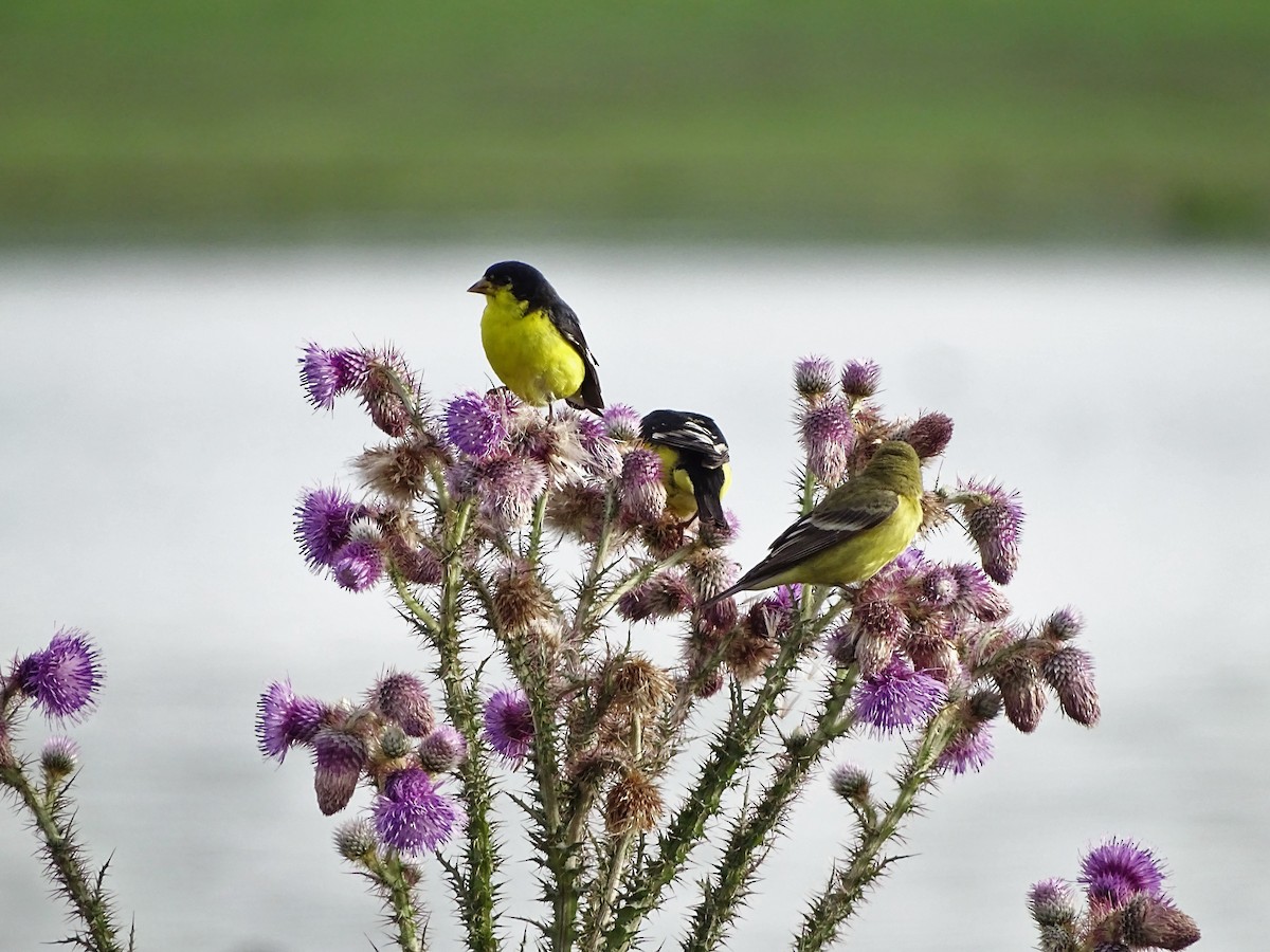 Lesser Goldfinch - ML31632981