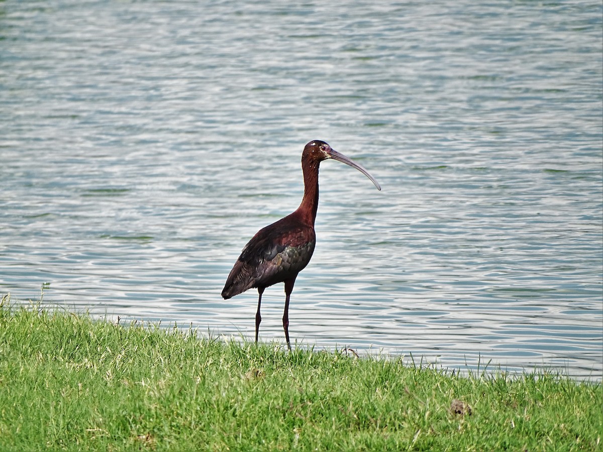 ibis americký - ML31633041