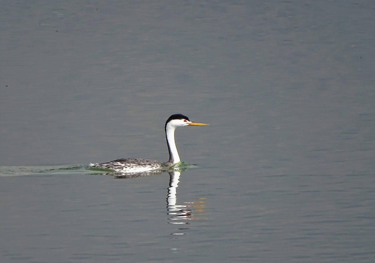 Clark's Grebe - ML31633131