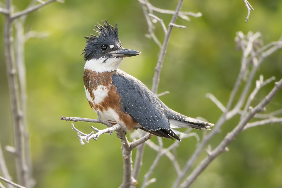 Belted Kingfisher - ML31633391