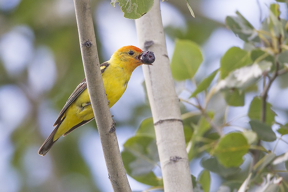 Western Tanager - ML31633411