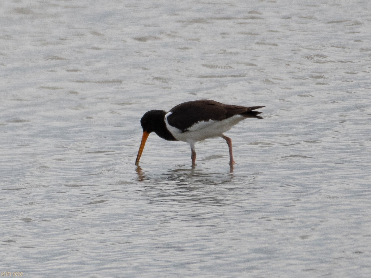 South Island Oystercatcher - T I