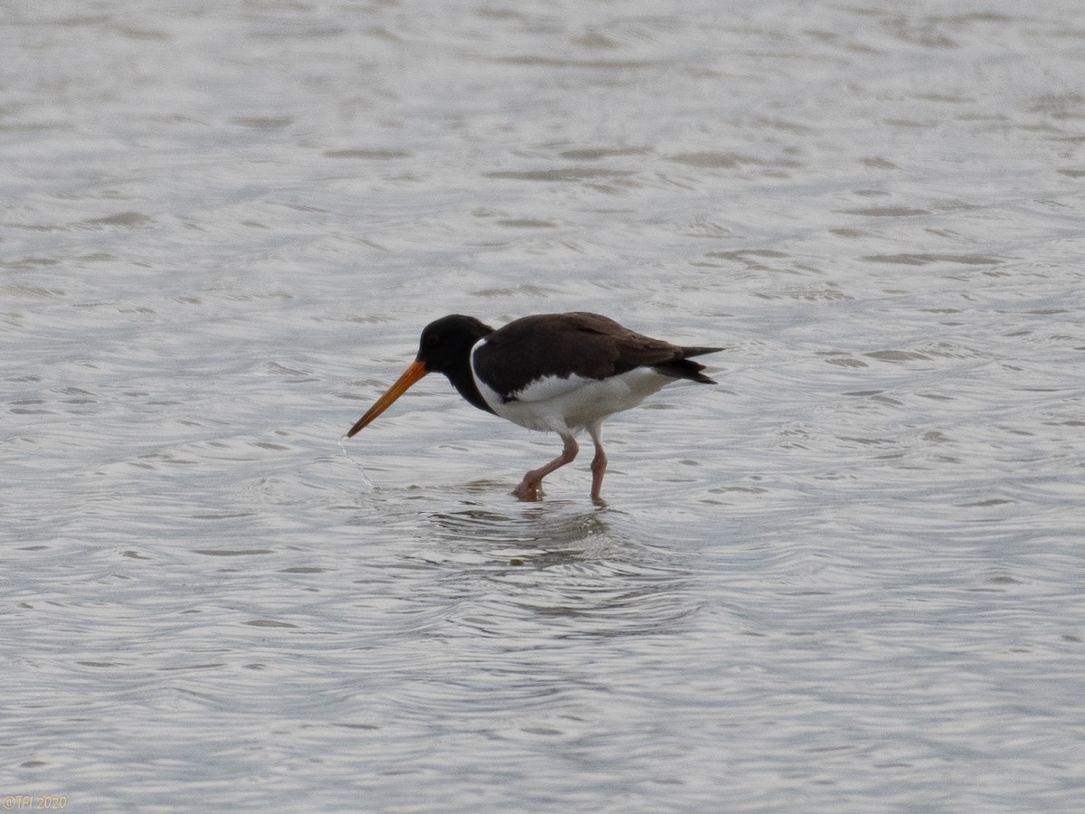 South Island Oystercatcher - ML316334451