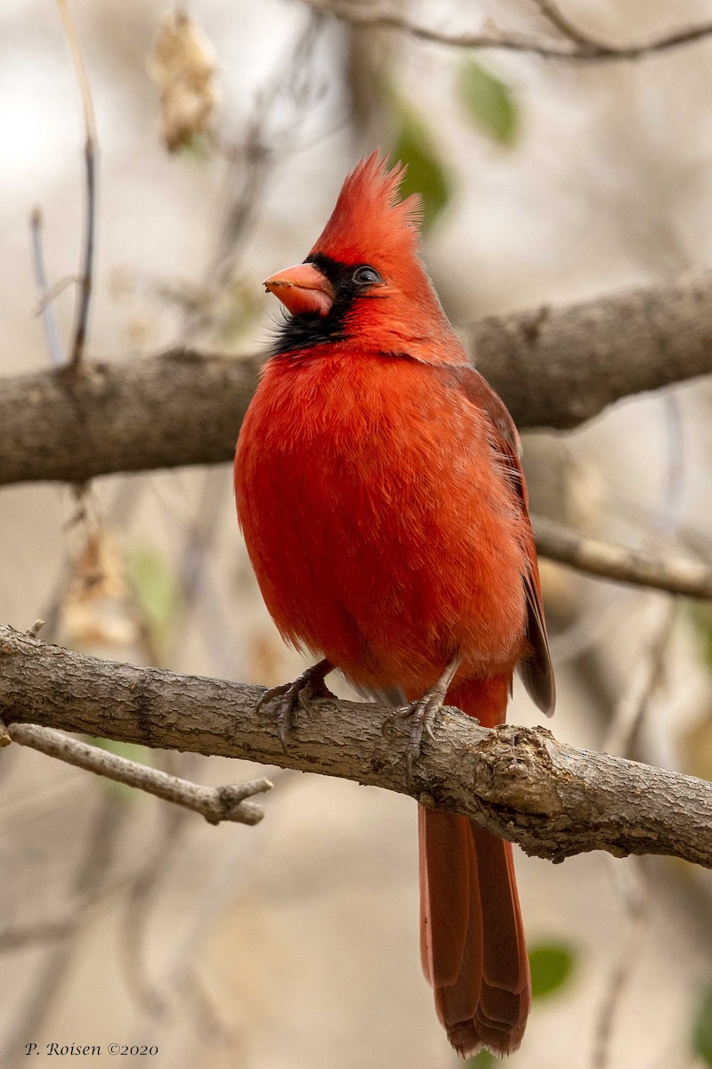 Northern Cardinal - ML316334551