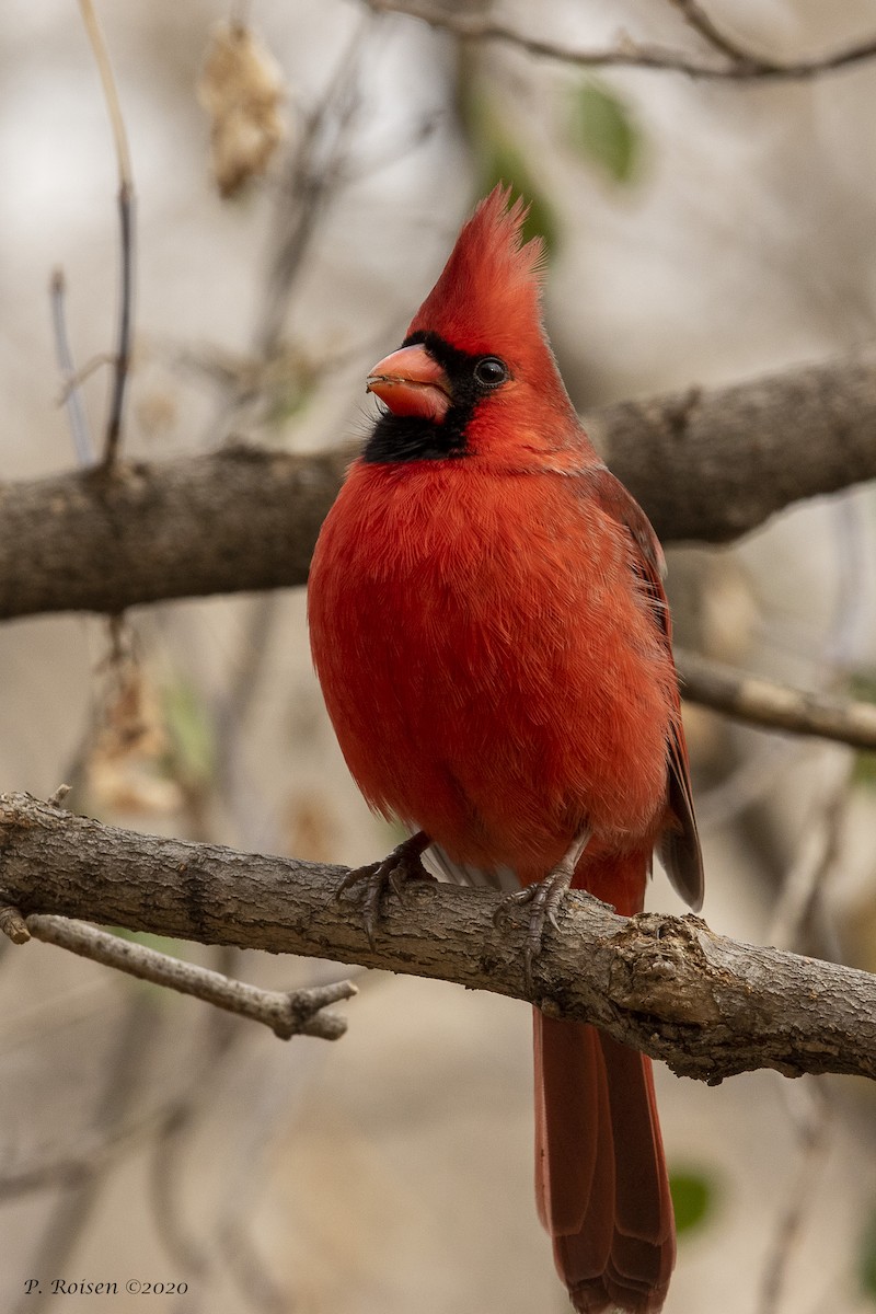 Northern Cardinal - ML316334881
