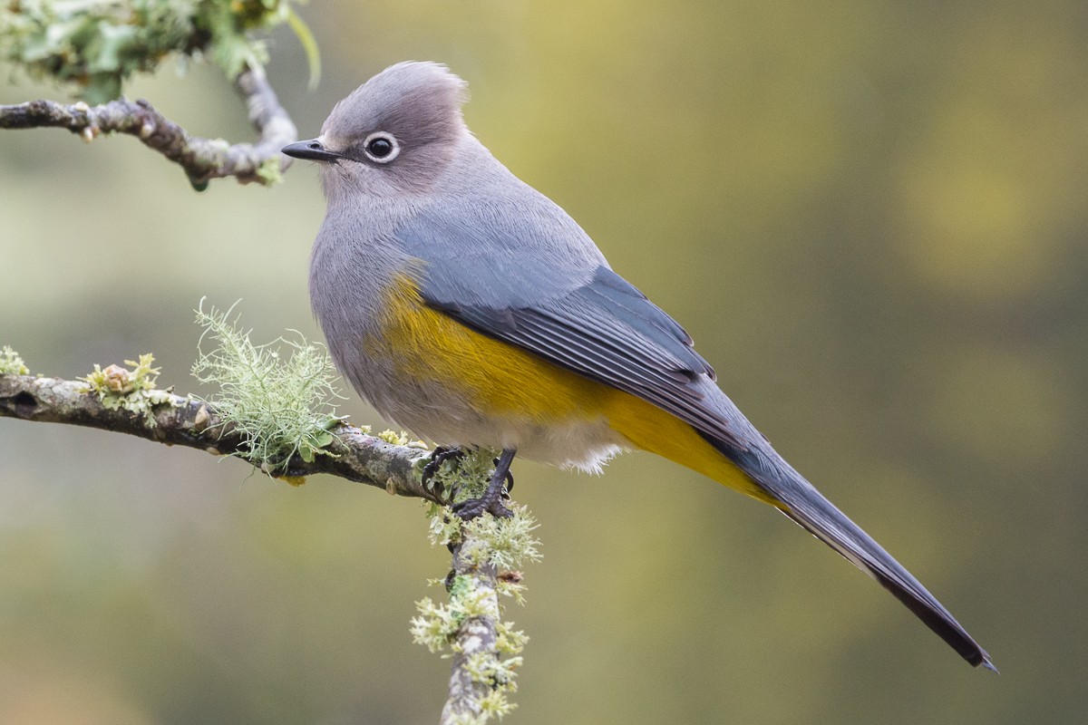 Gray Silky-flycatcher - Juan Miguel Artigas Azas