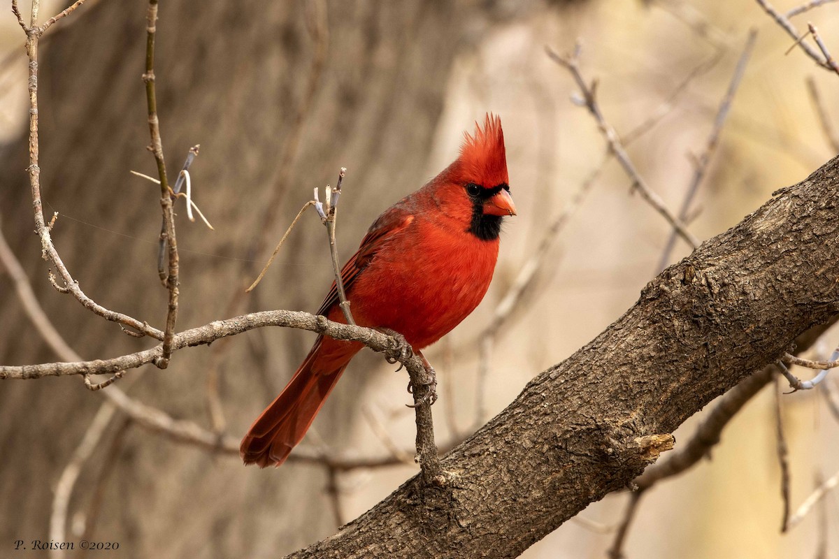 Northern Cardinal - ML316335821