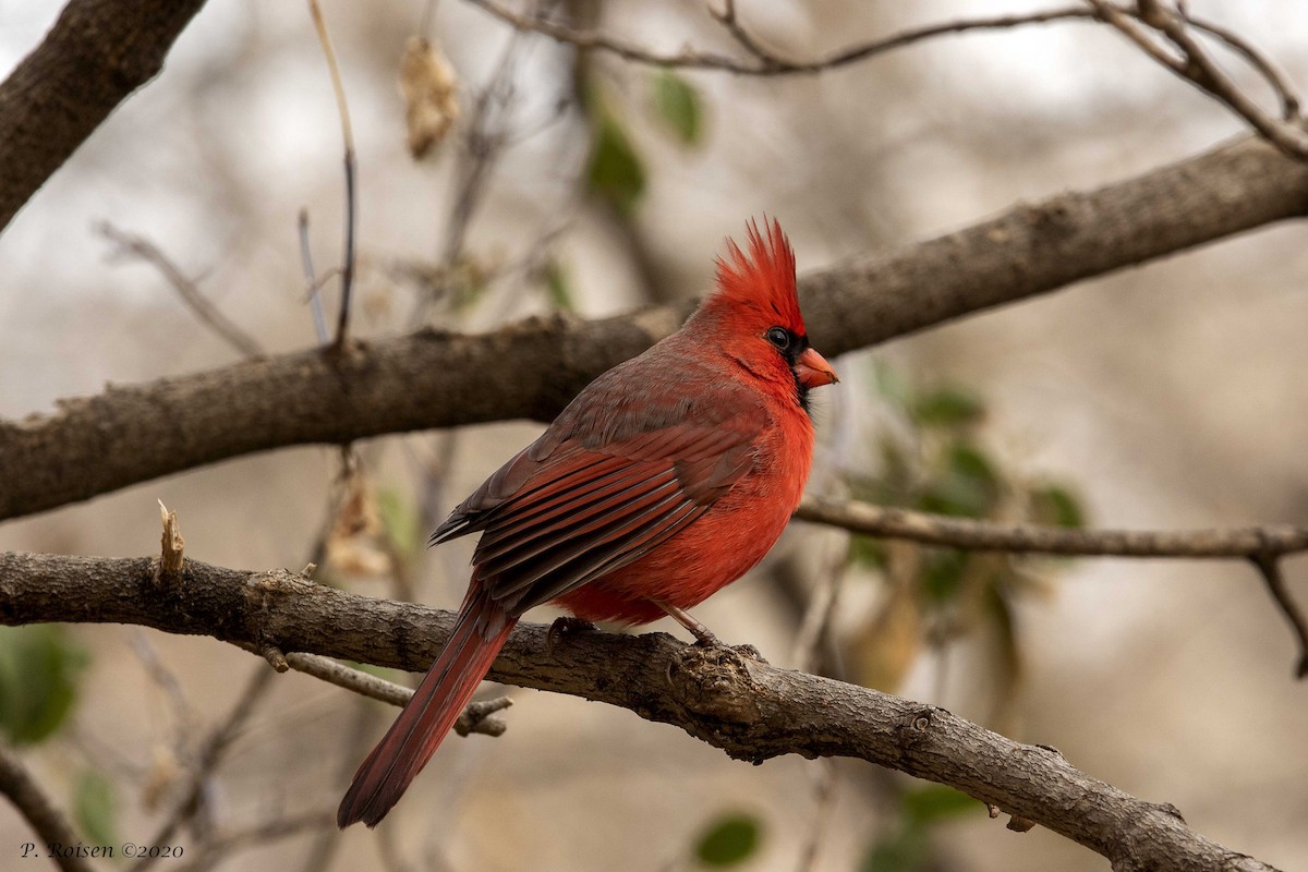 Northern Cardinal - ML316335941