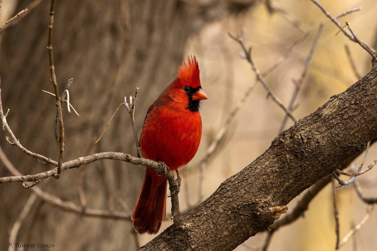 Northern Cardinal - ML316336171