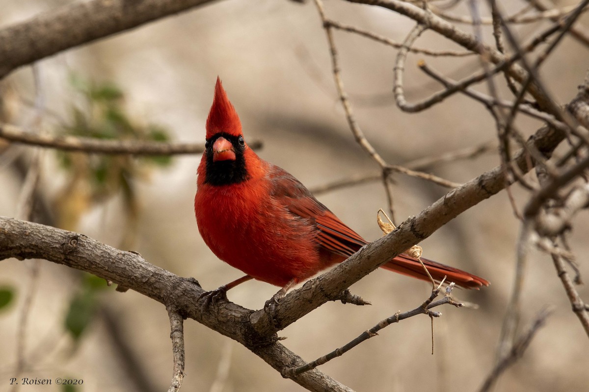 Northern Cardinal - ML316336271