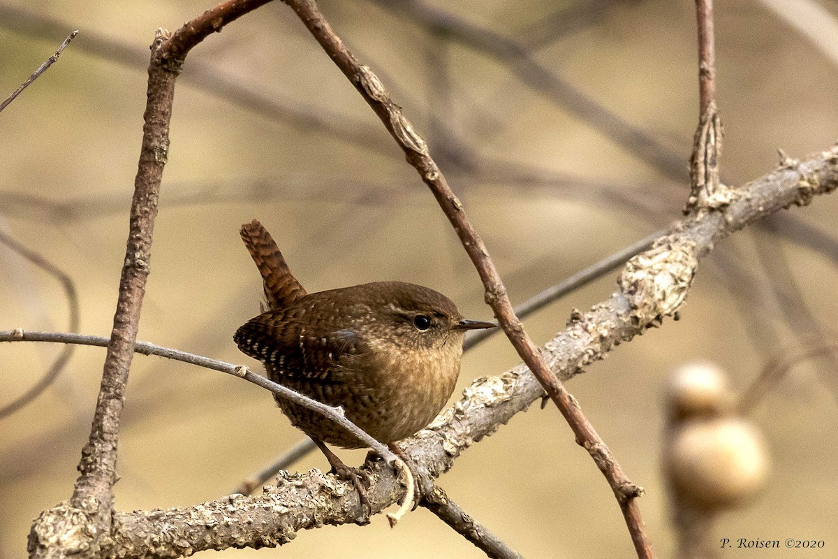 Winter Wren - ML316336351