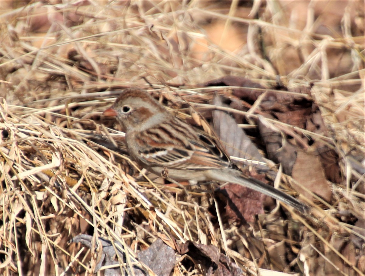 Field Sparrow - ML316336411