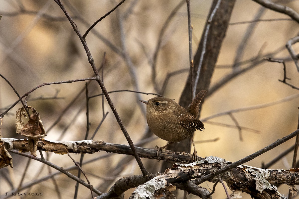 Winter Wren - ML316337331