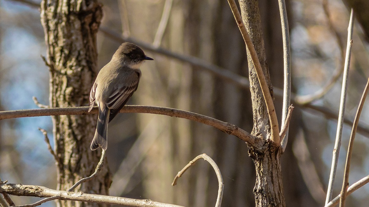 Eastern Phoebe - ML316337971