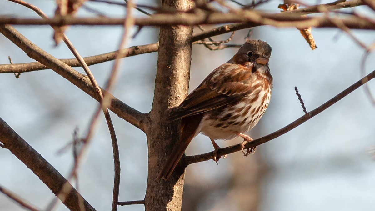 Fox Sparrow - ML316338011