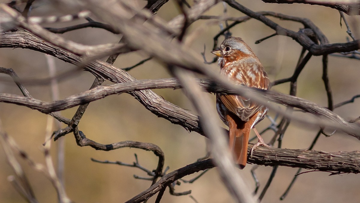 Fox Sparrow - ML316338041