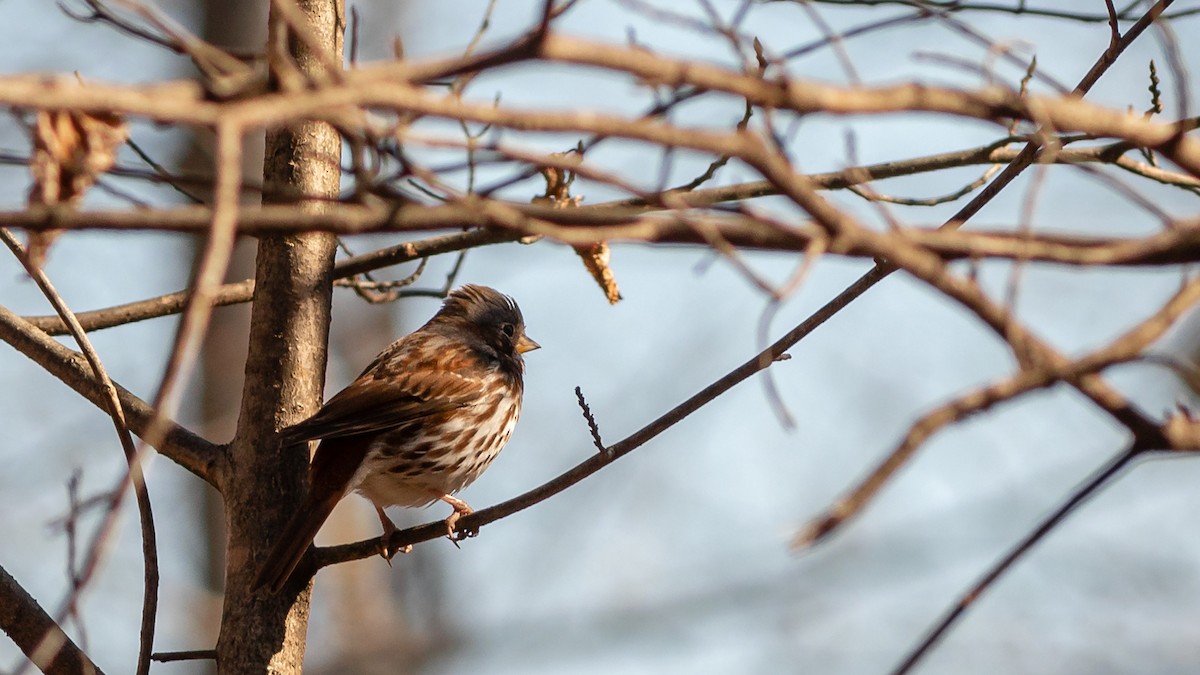 Fox Sparrow - ML316338051