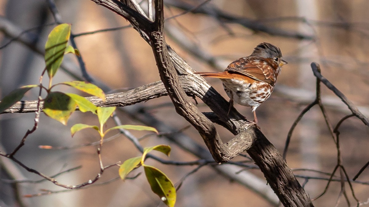 Fox Sparrow - ML316338071