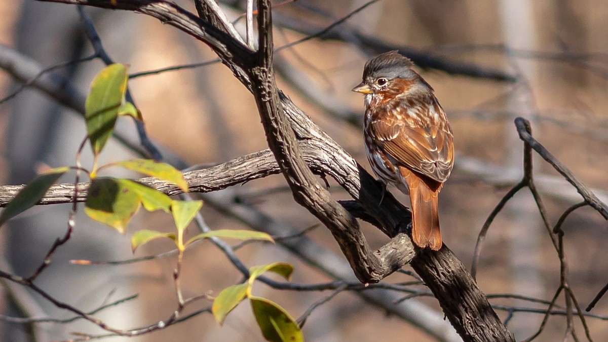 Fox Sparrow - ML316338281