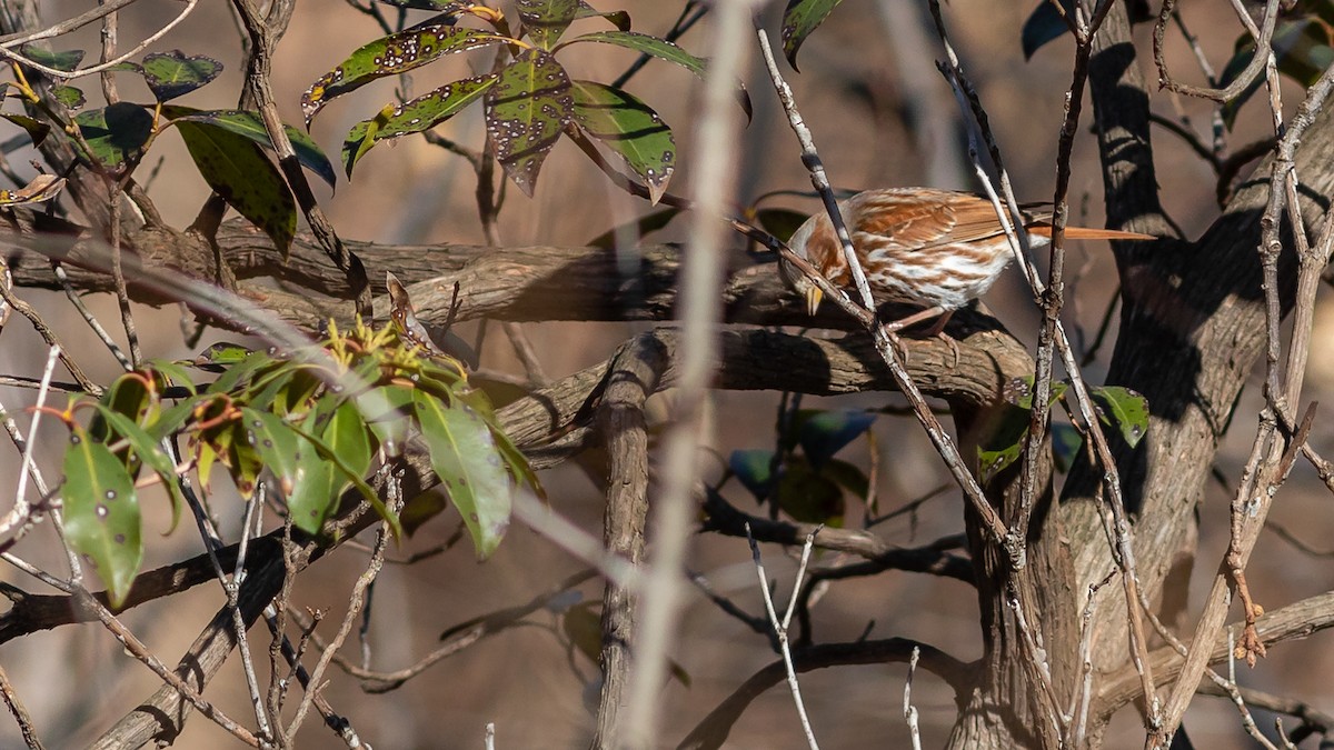 Fox Sparrow - ML316338331