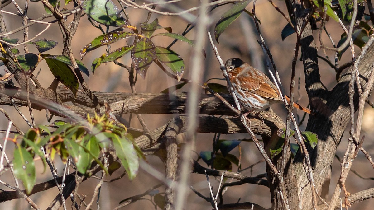 Fox Sparrow - ML316338431