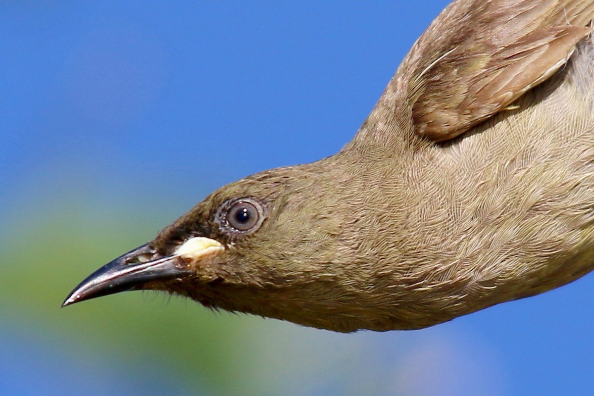 White-gaped Honeyeater - ML31633851