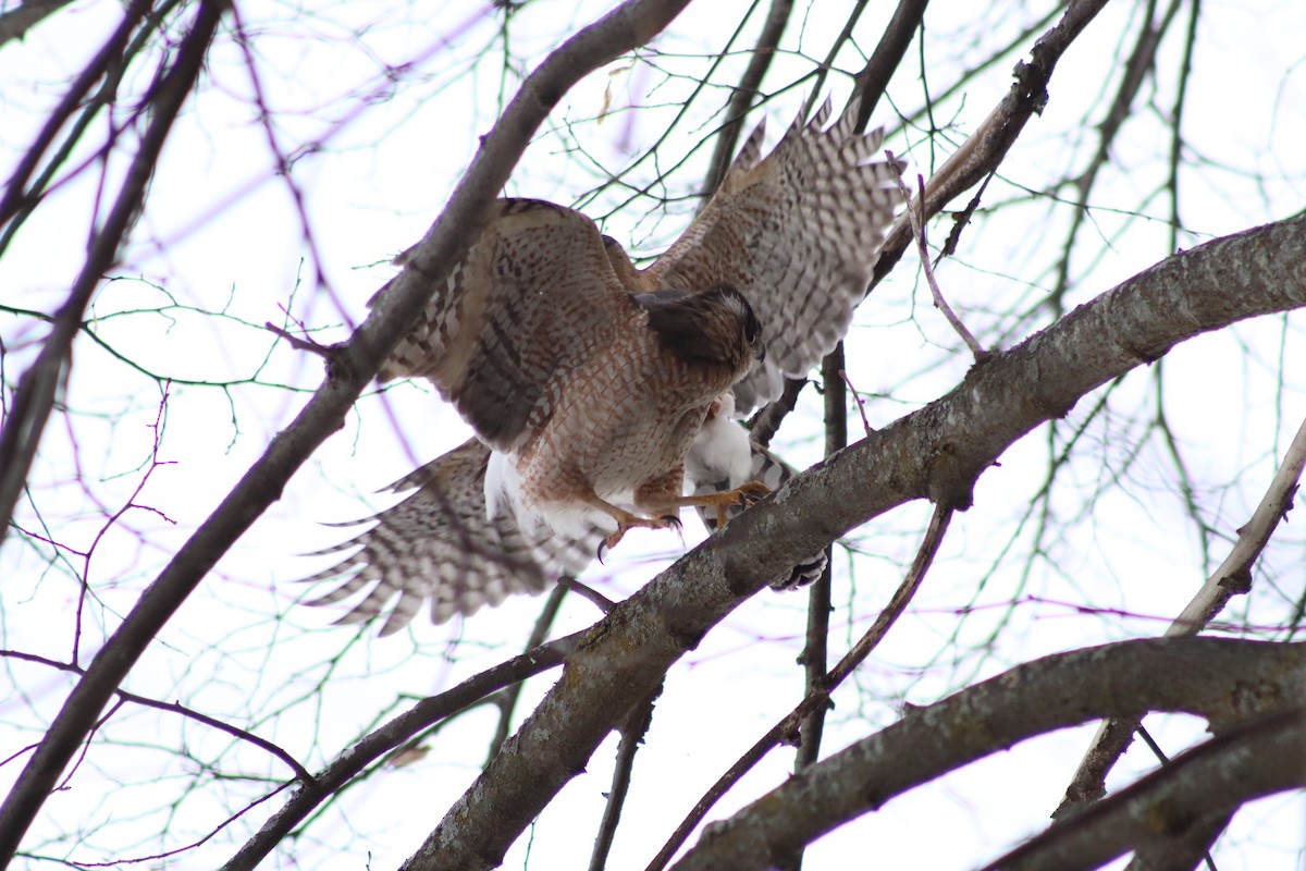 Cooper's Hawk - ML316340781