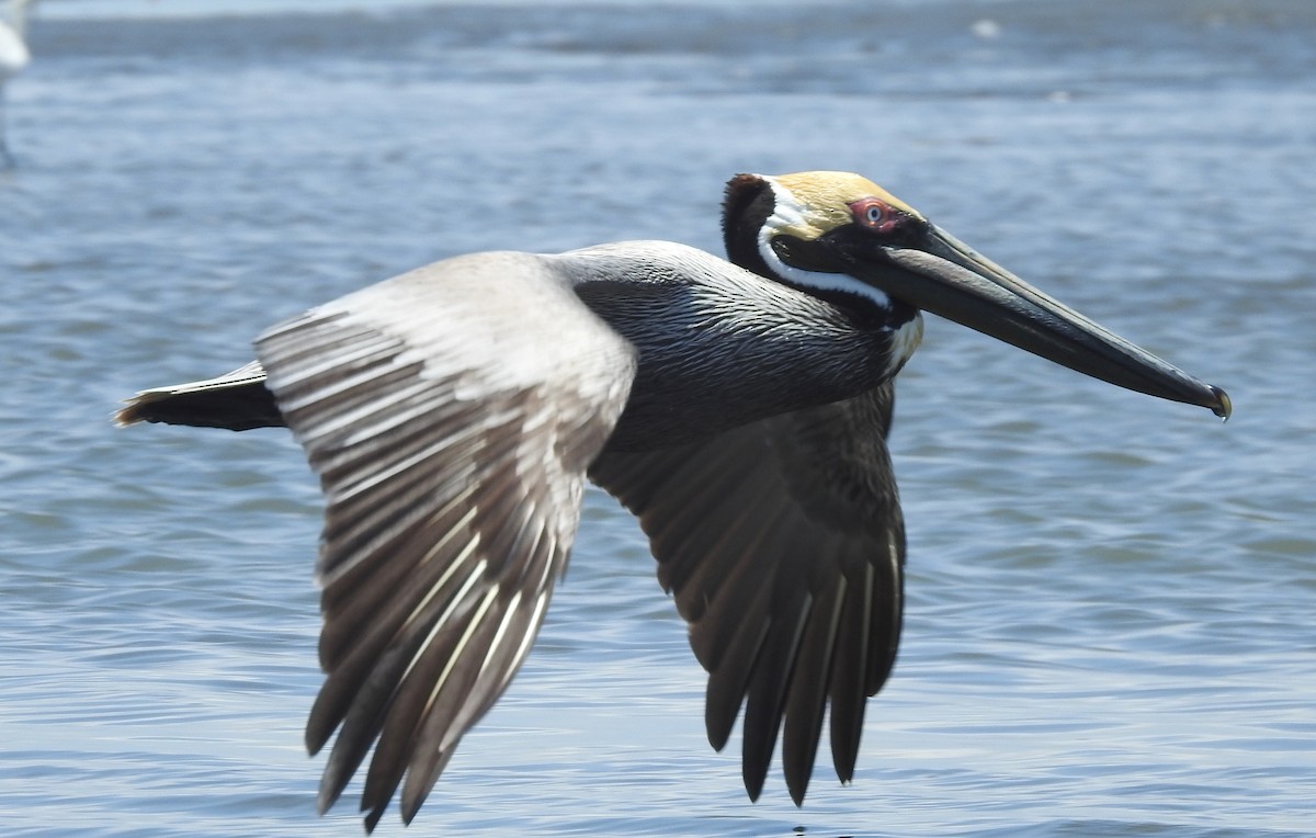 pelikán hnědý - ML316341011