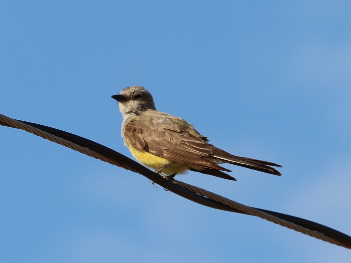 Western Kingbird - ML31634131