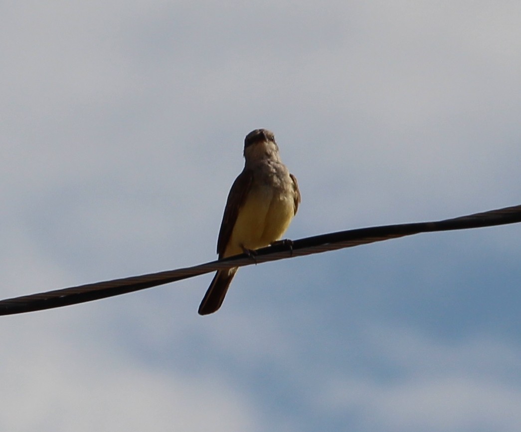 Western Kingbird - Jessie  Brantwein