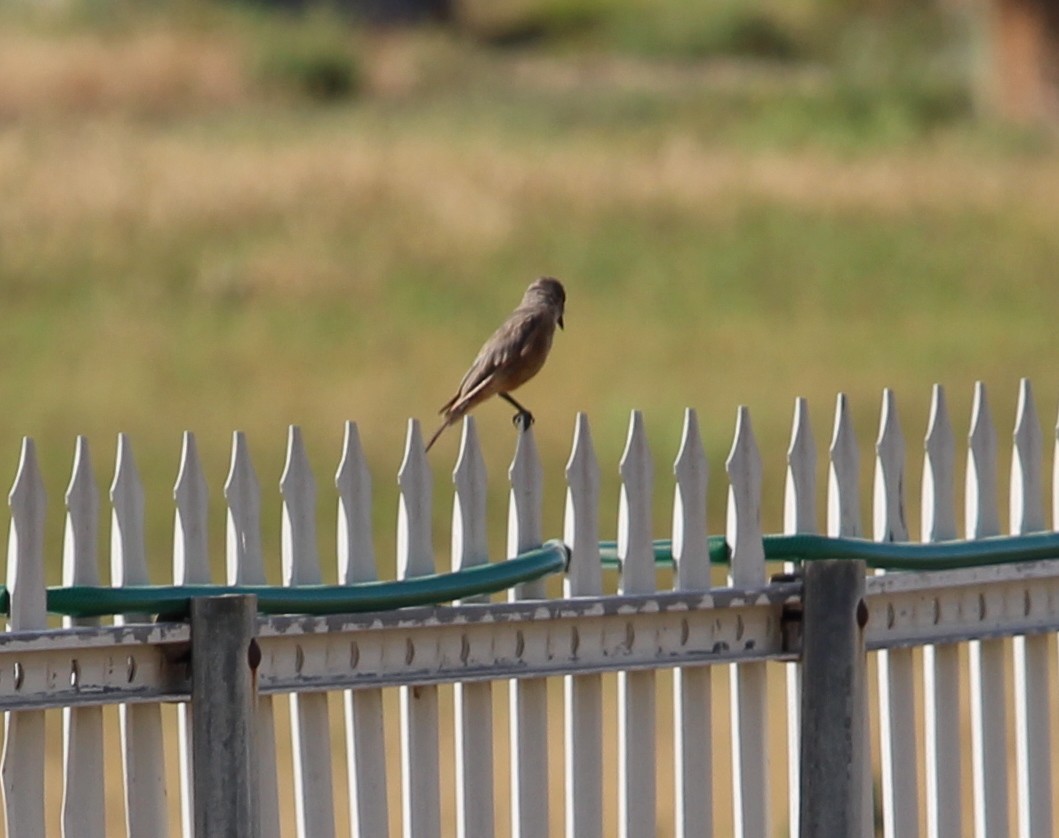 Say's Phoebe - ML31634171