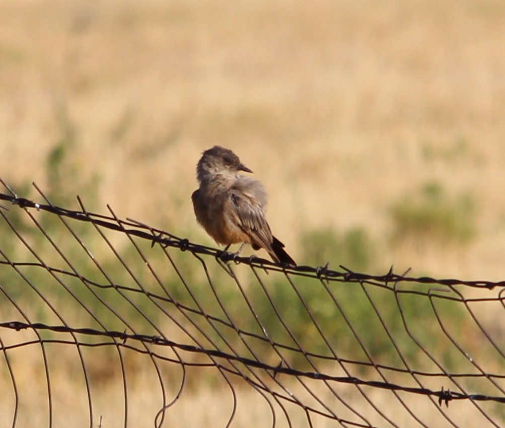 Say's Phoebe - Jessie  Brantwein