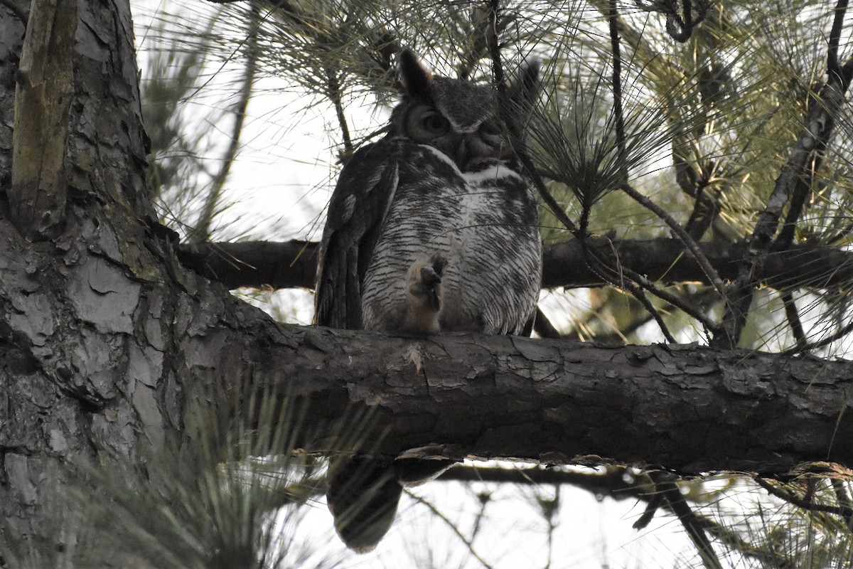 Great Horned Owl - ML316342111