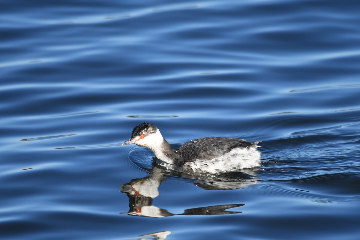 Horned Grebe - ML316343701