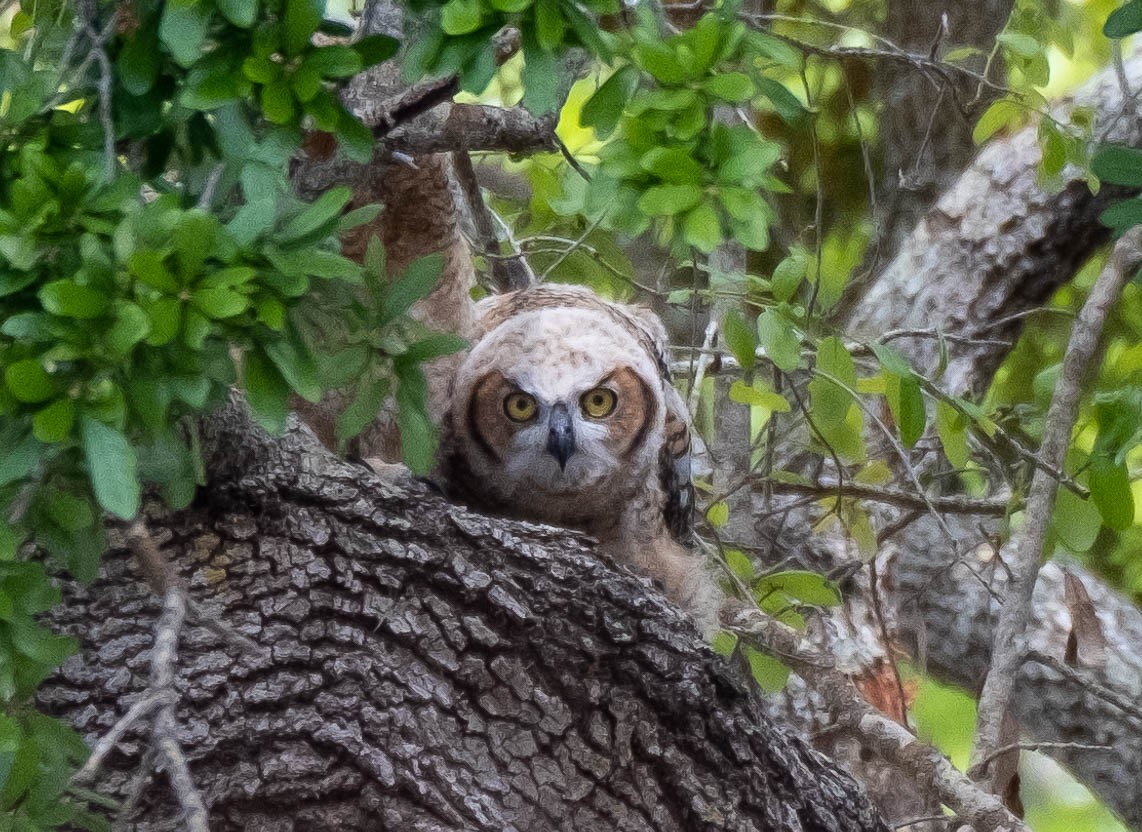 Great Horned Owl - ML316343981