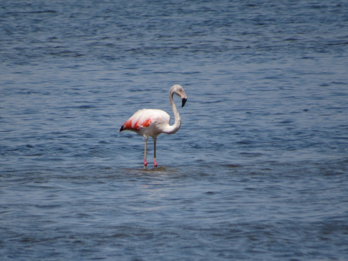 Chilean Flamingo - ML316344061