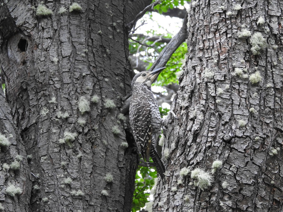 Chilean Flicker - ML316345931