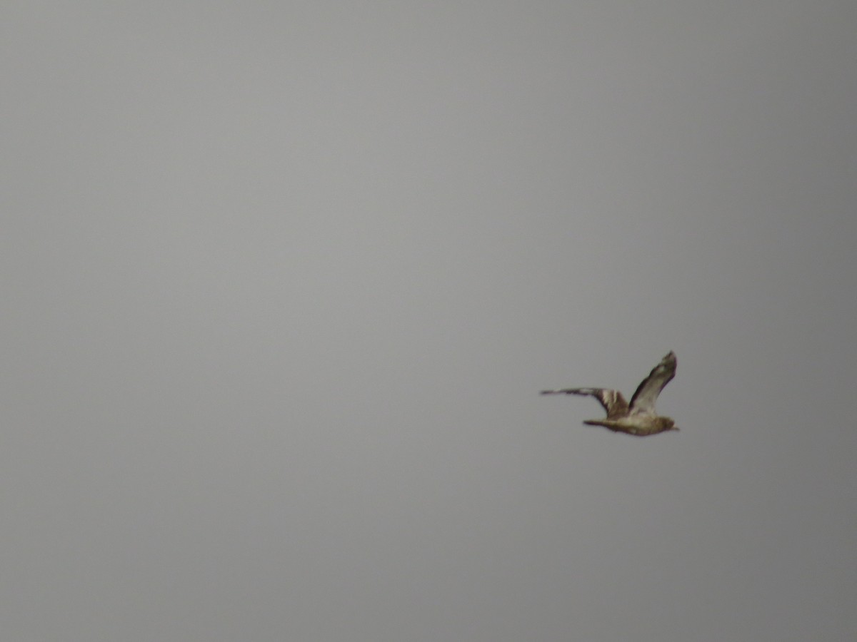 Eurasian Thick-knee - ML31634621